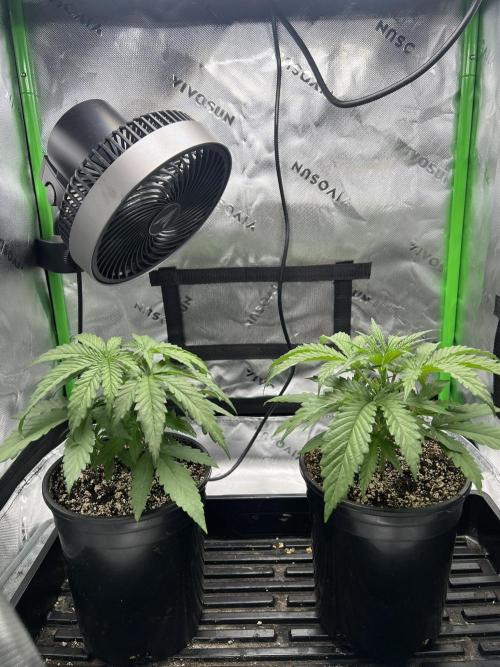 Tropical Cooler | Atlas Seeds. Week 3 - DAY 16