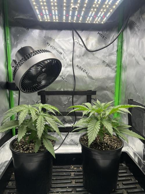 Tropical Cooler | Atlas Seeds. Week 3 - DAY 17