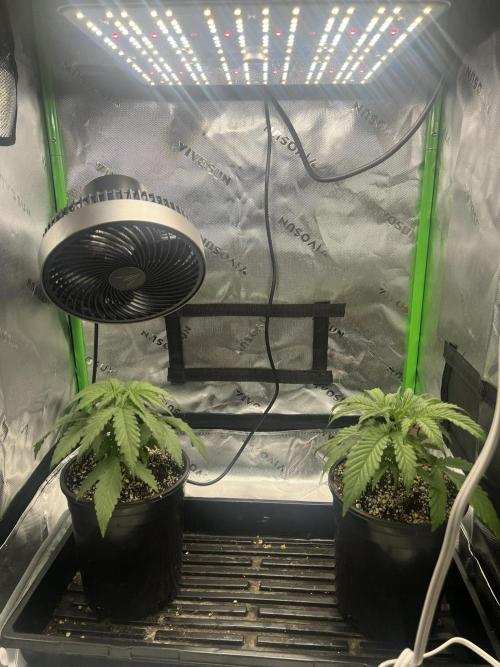 Tropical Cooler | Atlas Seeds. Week 3 - DAY 15