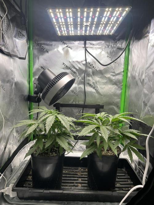 Tropical Cooler | Atlas Seeds. Week 3 - DAY 19