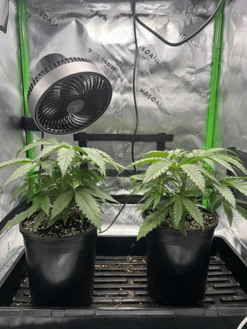 Tropical Cooler | Atlas Seeds. Week 3 - DAY 18