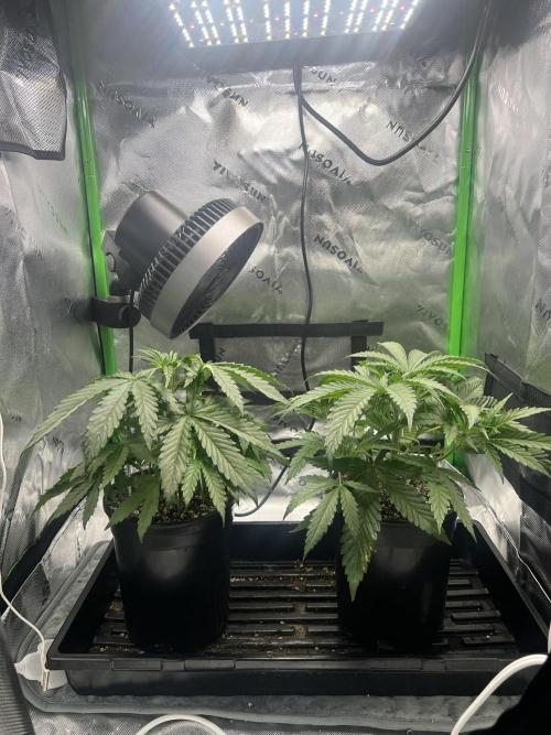 Tropical Cooler | Atlas Seeds. Week 3 - DAY 20