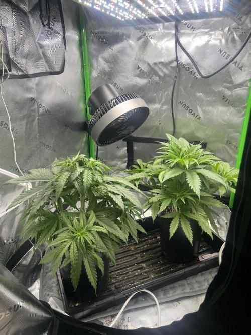 Tropical Cooler | Atlas Seeds. Week 4 - DAY 22