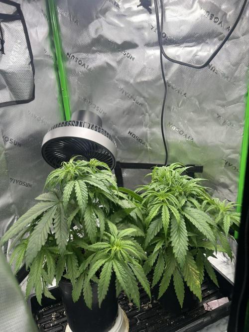 Tropical Cooler | Atlas Seeds. Week 4 - DAY 23