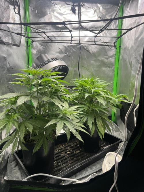 Tropical Cooler | Atlas Seeds. Week 4 - DAY 24