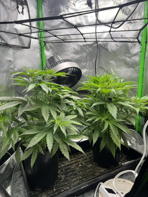 Tropical Cooler | Atlas Seeds. Week 4 - DAY 25