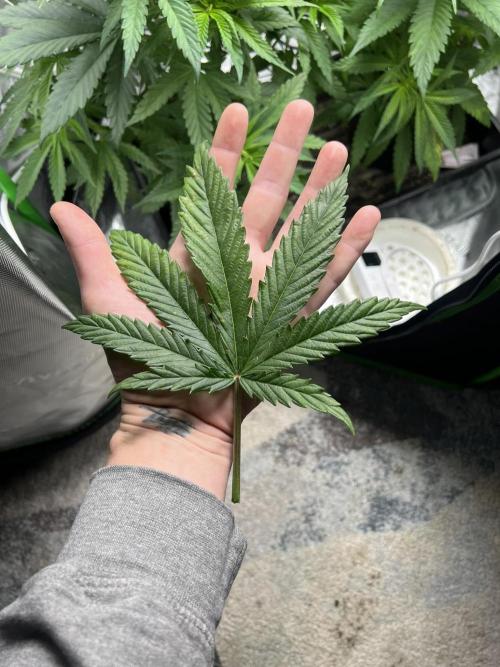 Tropical Cooler | Atlas Seeds. Week 4 - BIG FAN LEAF