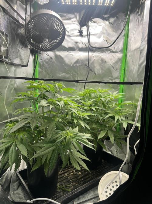 Tropical Cooler | Atlas Seeds. Week 4 - DAY 27