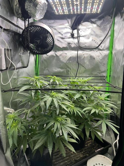 Tropical Cooler | Atlas Seeds. Week 5 - DAY 29
