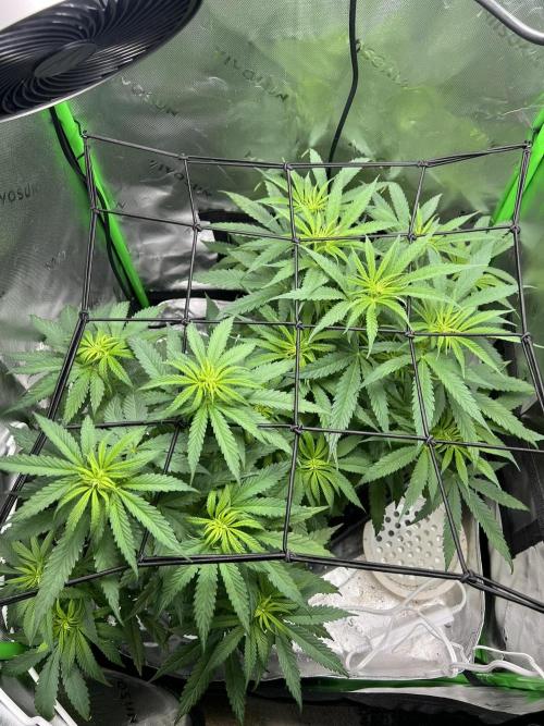 Tropical Cooler | Atlas Seeds. Week 5 - Day 29-2