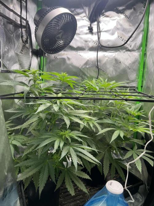 Tropical Cooler | Atlas Seeds. Week 5 - DAY 30
