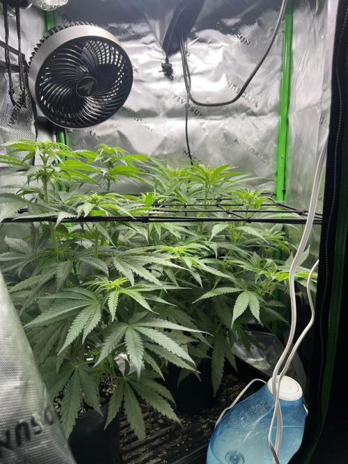 Tropical Cooler | Atlas Seeds. Week 5 - DAY 31