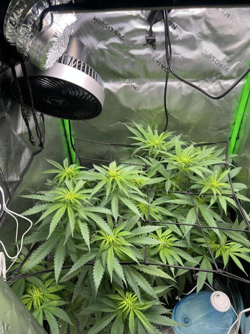 Tropical Cooler | Atlas Seeds. Week 5 - DAY 31-2