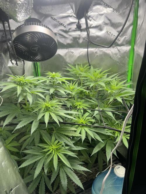 Tropical Cooler | Atlas Seeds. Week 5 - DAY 32