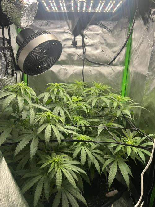 Tropical Cooler | Atlas Seeds. Week 5 - DAY 33
