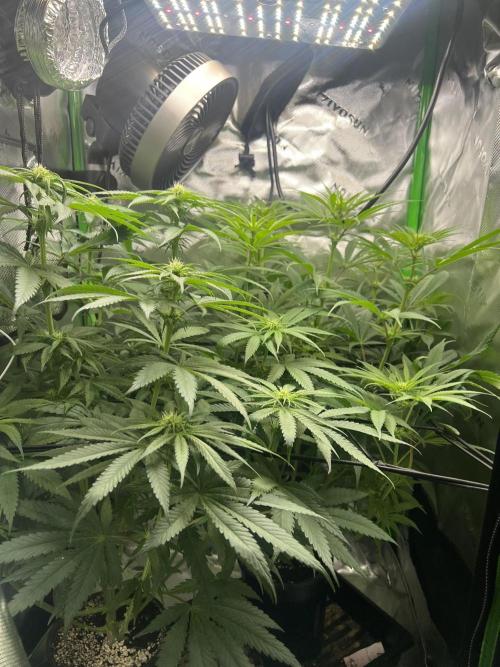 Tropical Cooler | Atlas Seeds. Week 6 - DAY 39