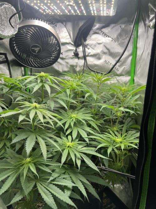 Tropical Cooler | Atlas Seeds. Week 6 - DAY 38