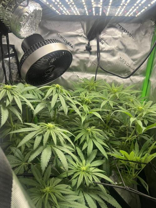 Tropical Cooler | Atlas Seeds. Week 6 - DAY 37