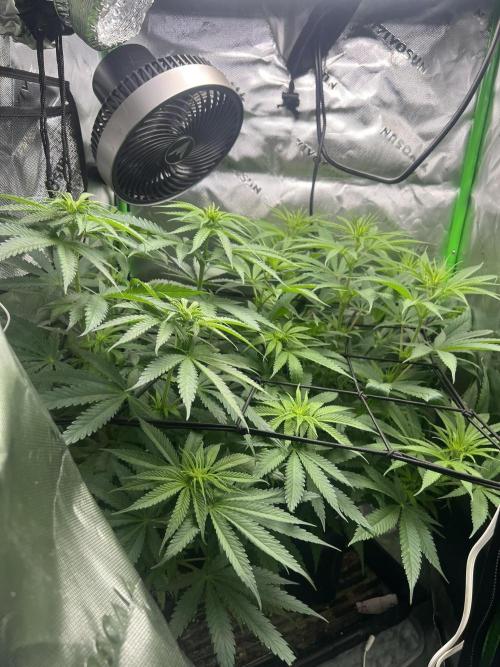 Tropical Cooler | Atlas Seeds. Week 6 - DAY 34