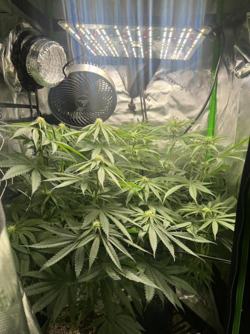 Tropical Cooler | Atlas Seeds. Week 7 - DAY 41