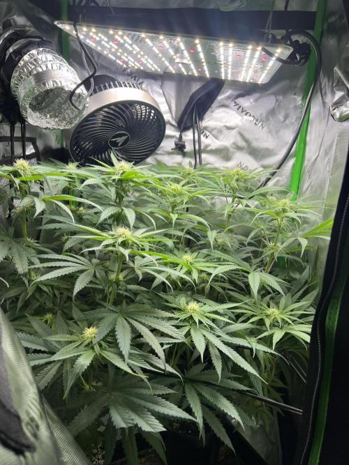 Tropical Cooler | Atlas Seeds. Week 7 - DAY 42