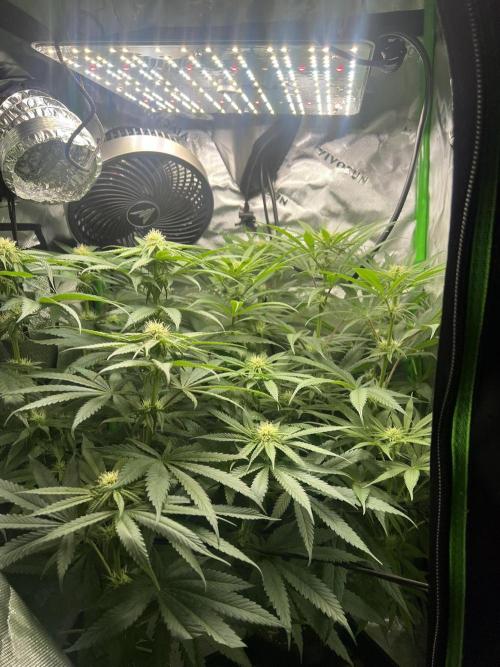 Tropical Cooler | Atlas Seeds. Week 7 - DAY 43