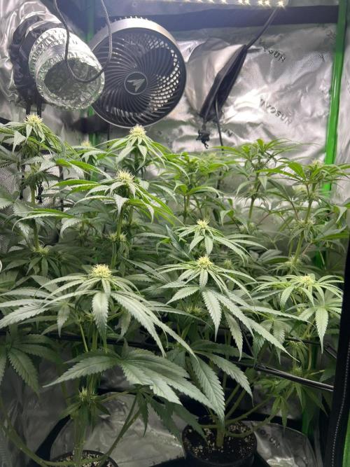 Tropical Cooler | Atlas Seeds. Week 7 - DAY 44