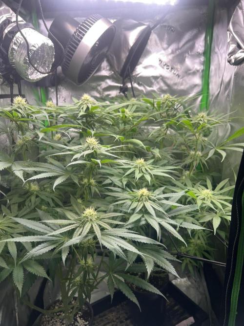 Tropical Cooler | Atlas Seeds. Week 7 - DAY 46