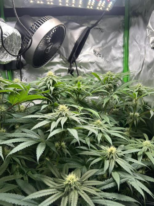 Tropical Cooler | Atlas Seeds. Week 7 - DAY 47
