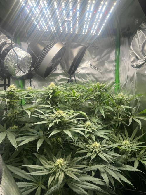 Tropical Cooler | Atlas Seeds. Week 8 - DAY 49
