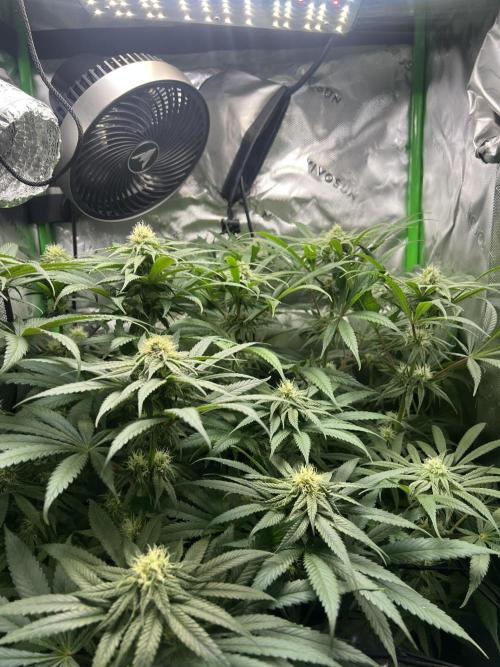 Tropical Cooler | Atlas Seeds. Week 8 - DAY 50