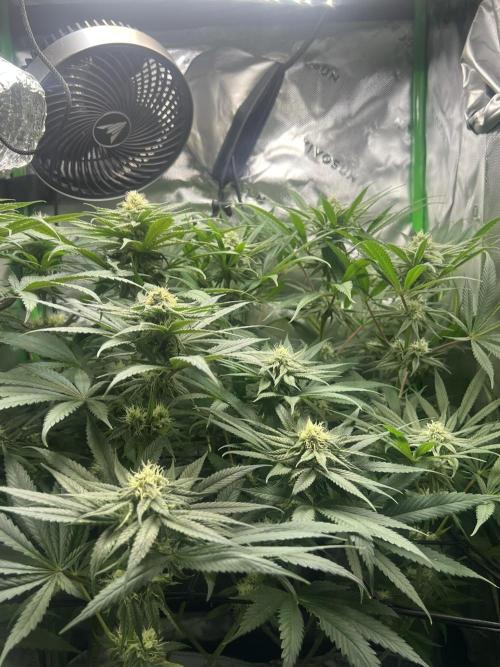 Tropical Cooler | Atlas Seeds. Week 8 - DAY 52