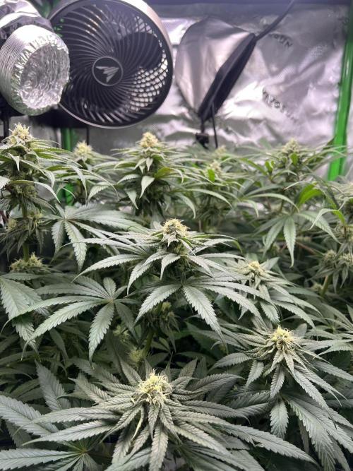 Tropical Cooler | Atlas Seeds. Week 8 - DAY 54
