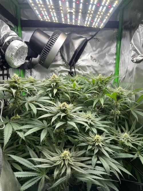 Tropical Cooler | Atlas Seeds. Week 9 - DAY 55