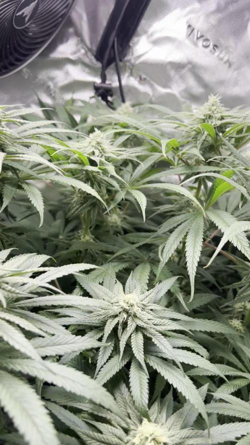 Tropical Cooler | Atlas Seeds