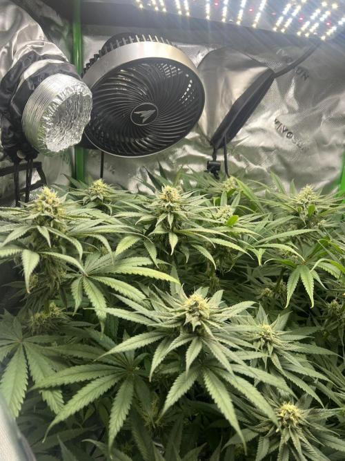 Tropical Cooler | Atlas Seeds. Week 9 - DAY 57