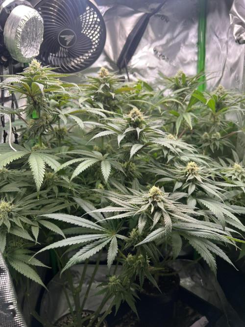 Tropical Cooler | Atlas Seeds. Week 9 - DAY 58