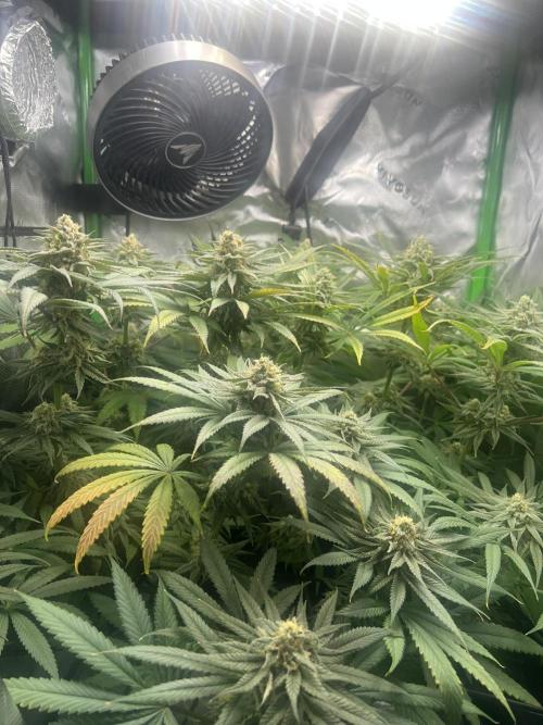 Tropical Cooler | Atlas Seeds. Week 10 - DAY 64