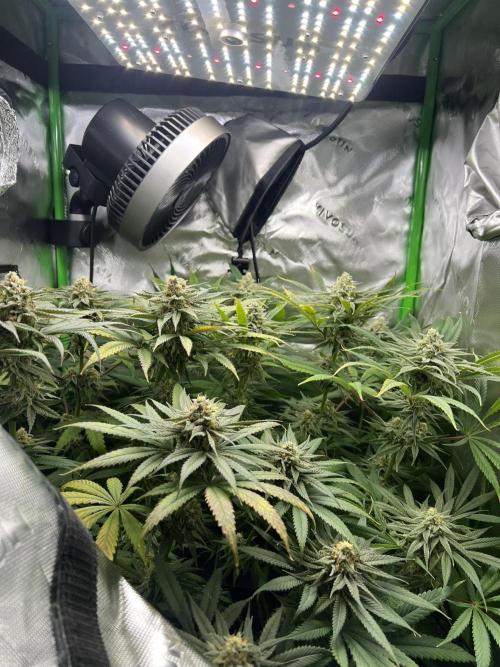 Tropical Cooler | Atlas Seeds. Week 10 - DAY 65
