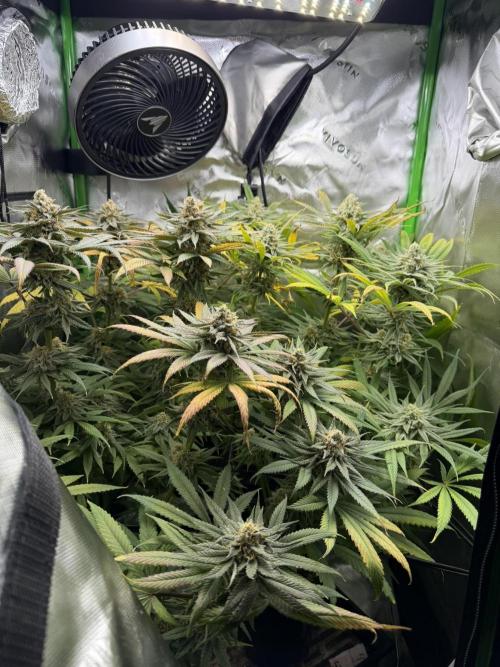 Tropical Cooler | Atlas Seeds. Week 11 - DAY 70