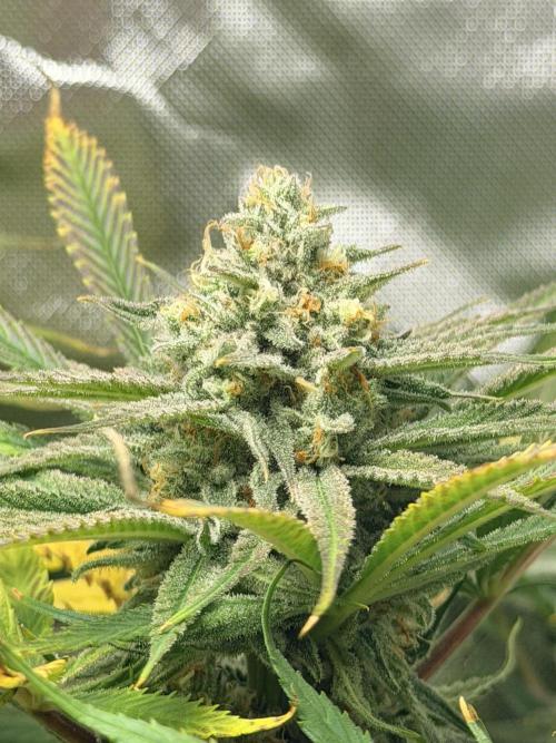 Tropical Cooler | Atlas Seeds. Week 11