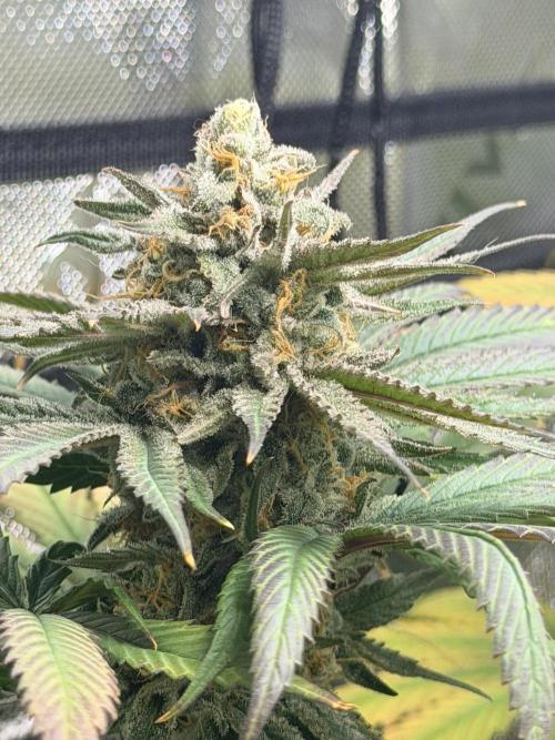 Tropical Cooler | Atlas Seeds. Week 11