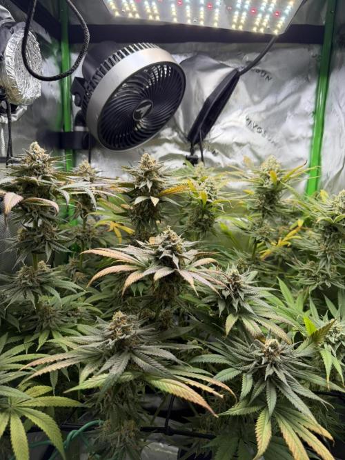 Tropical Cooler | Atlas Seeds. Week 11 - DAY 72