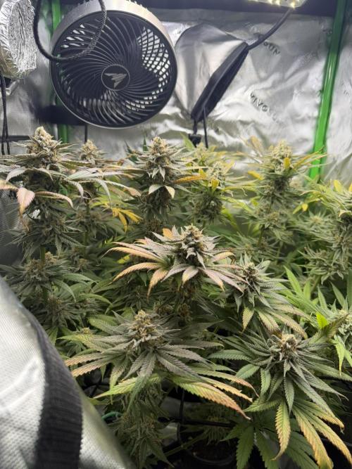 Tropical Cooler | Atlas Seeds. Week 11 - DAY 73