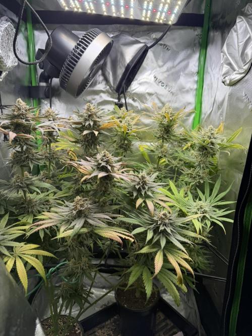 Tropical Cooler | Atlas Seeds. Week 11 - DAY 75