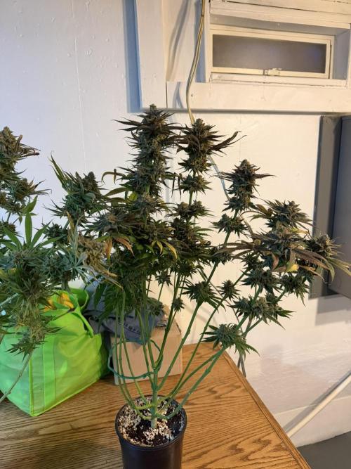 Tropical Cooler | Atlas Seeds. Week 13