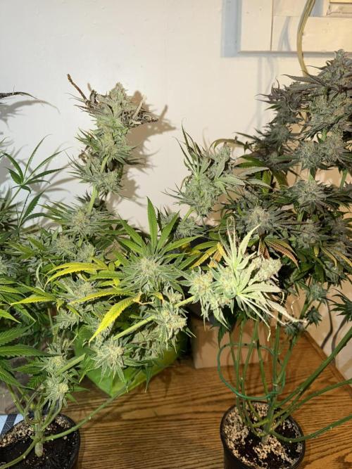 Tropical Cooler | Atlas Seeds. Week 13