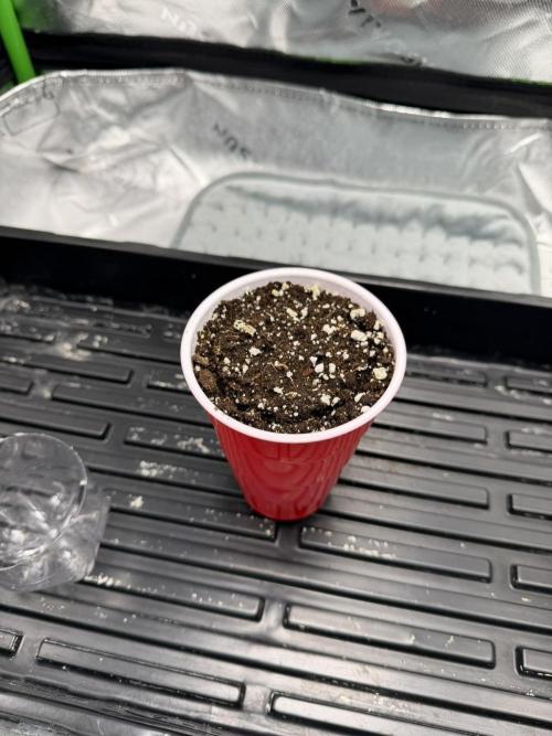 Lil' Red Riding Hood | Humboldt CSI. Week 1