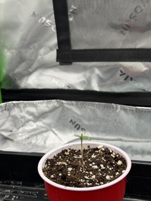 Lil' Red Riding Hood | Humboldt CSI. Week 1