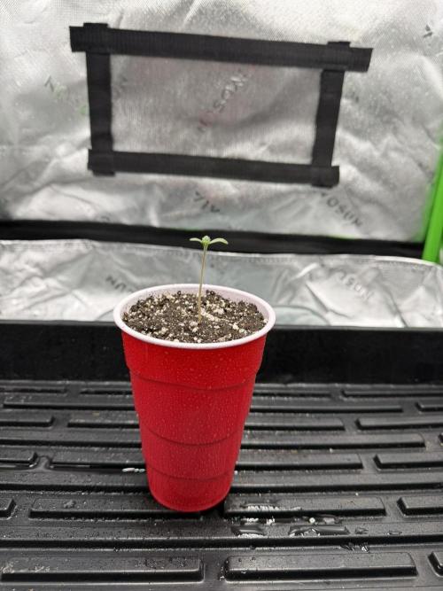 Lil' Red Riding Hood | Humboldt CSI. Week 1 - DAY 3